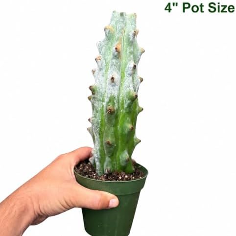 Ghost White Boobie Cactus Live Plant - Fully Rooted Rare Succulent Cutting