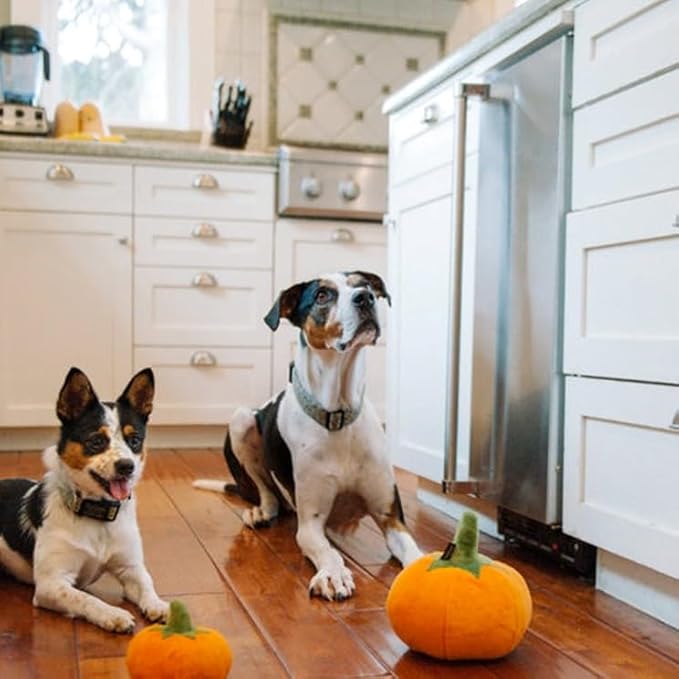P.L.A.Y. Cute Plush Dog Toys - Fruit & Vegetable Themed Durable Squeaker Chew Toy, Great for Puppies & Small, Medium, Large Dogs - Machine Washable, Recycled Materials (Garden Fresh Pumpkin, Medium)