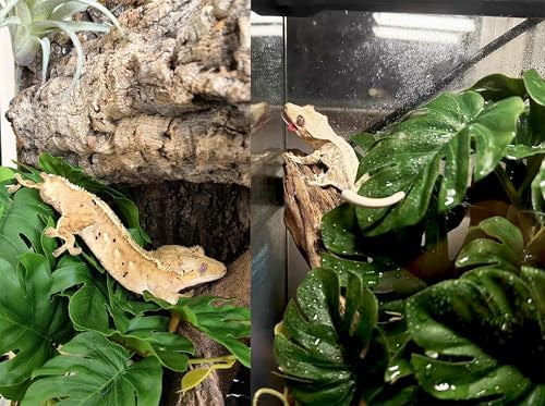 Woyrise 2Pack Reptile Plants, Terrarium Hanging Plant Vines, Artificial Leaves with Suction Cup, Bearded Dragon Tank Accessories for Gecko Lizard Snake Frog Tortoise Decorations -Monstera