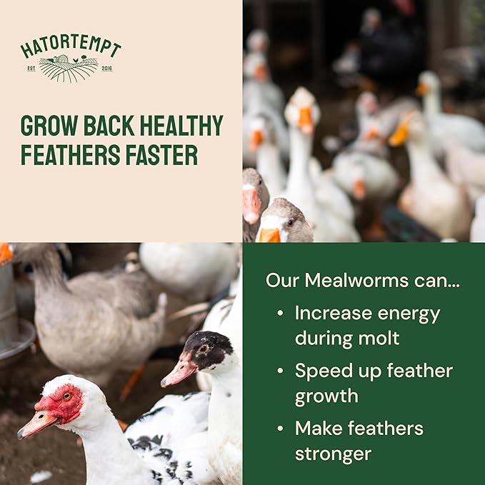 Hatortempt 1.8lb Dried Mealworms for Wild Birds - 50% Protein Meal Worms for Wild Birds - Attracts Bluebirds, Starlings, Wrens, Woodpeckers, Cardinals and Robins