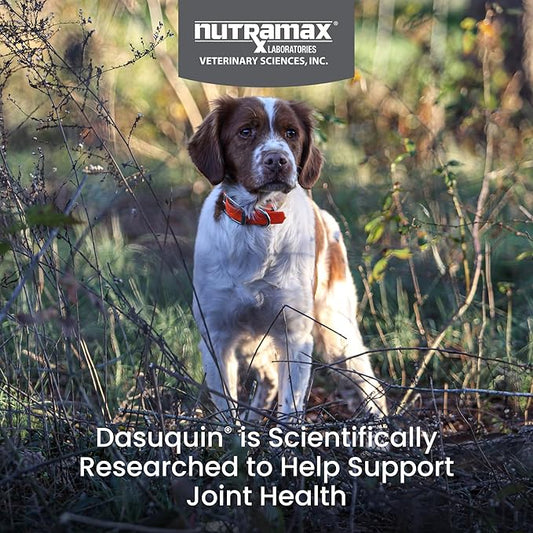 Nutramax Dasuquin for Small to Medium Dogs, Joint Health Supplement, Contains Glucosamine for Dogs, Plus Chondroitin, ASU, MSM and More, Supports Healthy Joints, Soft Chews, 42 Count