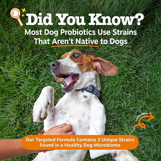 Zesty Paws Native Canine Probiotic - for Occasional Diarrhea + Digestive Health, Gut Flora & Immune System Support - Scientifically Studied & Veterinarian Formulated Probiotics for Dogs - 30 Packets