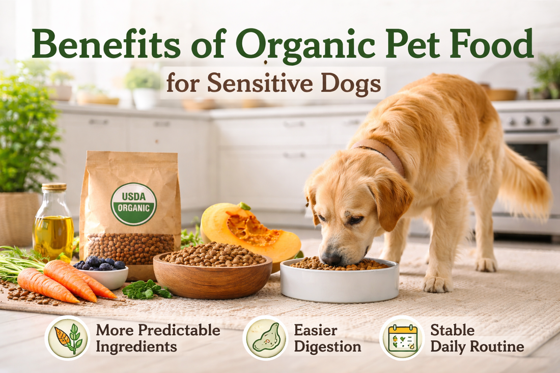 Benefits of Organic Pet Food for Sensitive Dogs | Gentle Nutrition