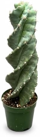 Rare Spiral Cactus Live Plant - Unique Spiralis Succulent with Heat Pack