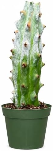 Ghost White Boobie Cactus Live Plant - Fully Rooted Rare Succulent Cutting