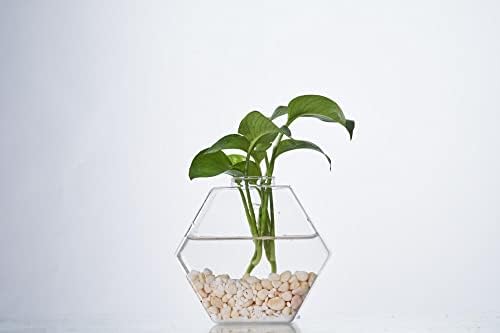 Glass Wall Planters 6PcsTerrarium Hanging Air Plant Holders Containers for Hydroponics Plants, Succulents, Herbs, Flowers (Hexagon)