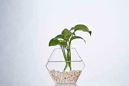 Glass Wall Planters 6PcsTerrarium Hanging Air Plant Holders Containers for Hydroponics Plants, Succulents, Herbs, Flowers (Hexagon)