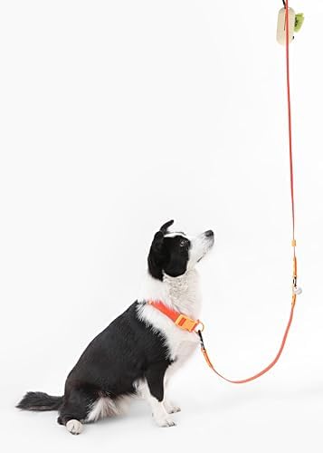 WLK1006A-5SET Luna Large 8FT Adjustable 6-in-1 Waterproof Hands-Free Leash and Collar with LED Flashlight, Bag Dispenser, and Poop Bag Holder, Aperol