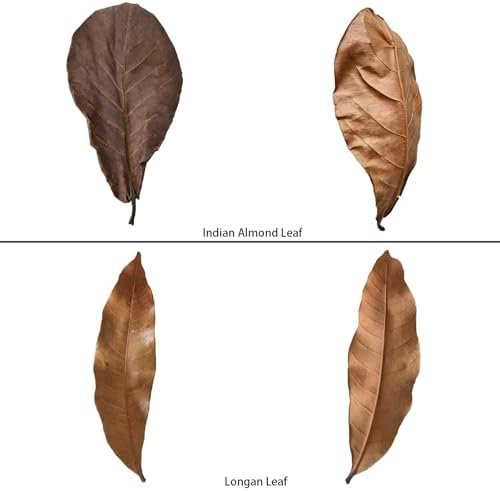 70Pcs Leaf Litter for Reptiles Indian Almond & Longan leaves Substrate