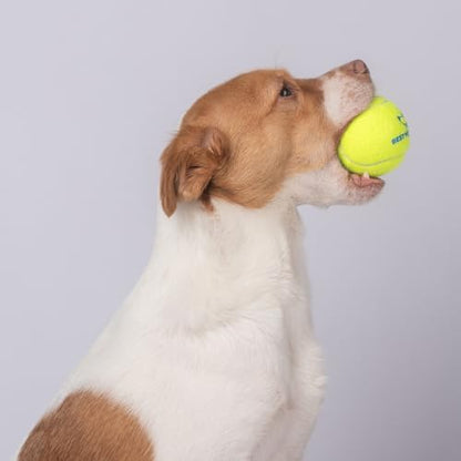 Best Pet Supplies Interactive Squeaky Dog Chew Toy, Ideal Dog Toys for Chewers, Small, Medium & Large Dogs, and Fetch Lovers - Tennis (Yellow), Large (Pack of 4)