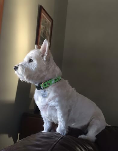 Up Country Garden Rabbit Pattern (Garden Rabbit Dog Collar, Medium (12 to 18 Inches) 5/8 Inch Narrow Width)