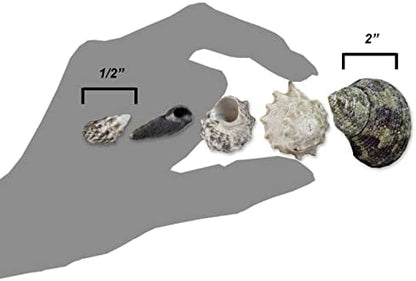 Reef Hermit Crab Shell Mix Spare Shells for Most Saltwater Hermit Crabs 12 OZ 1/2" - 2" Shells