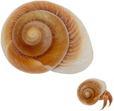 NIIIYTYB Large Hermit Crab Shells Extra Shells 2.7~3.5 Inch Big Empty Natural Sea Conch for Crabs Ideal Hermit Crab Supplies for Shell Changing and Habitat Enrichment