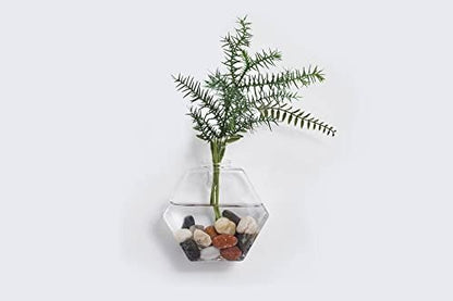Glass Wall Planters 6PcsTerrarium Hanging Air Plant Holders Containers for Hydroponics Plants, Succulents, Herbs, Flowers (Hexagon)