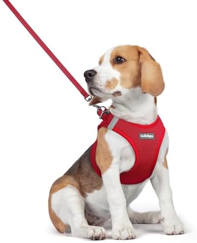 rabbitgoo Dog Harness Medium Sized and Leash Set, Step-in Puppy Pet Vest