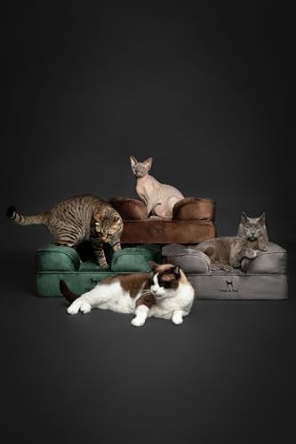 NOAH & PAW Small Dog Bed, 20x15x8 Inch, Cat Bed for Indoor Cats, Orthopedic Eggshell Memory Foam Infused with Cooling Gel, Water Resistant Inner Cover Machine Washable (Velvet Collection)
