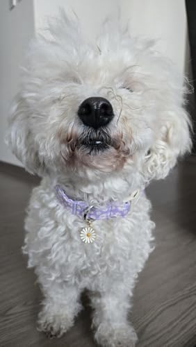Lionet Paws Floral Dog Collar- Cute Daisy Purple Dog Collars with Plastic Buckle, Light Adjustable Dog Collars for Small Dogs