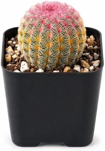 Rainbow Hedgehog Cactus Live Plant - 2 Inch Colorful Indoor Succulent Gift