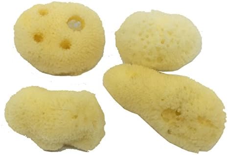 4 Natural Hermit Crab Sea Sponges, Water Dish, Humidity & Habitat