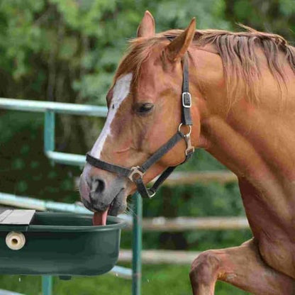 Automatic Water Bowl, Livestock Waterer for Cattle Dog Horse Goat Sheep