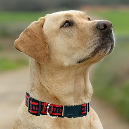 New & Improved Pets First NBA Toronto Raptors Dog & Cat Collar, Size Small Basketball Team Collar