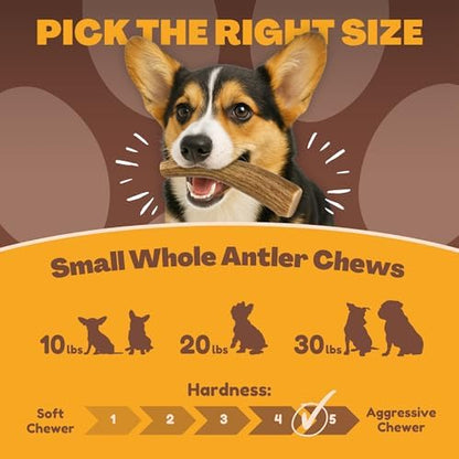 WhiteTail Naturals 10 Pack Whole Deer Antler Chews for Small Dogs - 4-6"