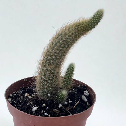 Monkey Tail Cactus Live Plant - Rare Fuzzy Hanging Succulent Houseplant