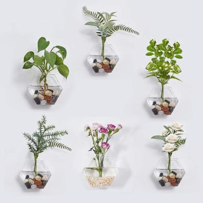 Glass Wall Planters 6PcsTerrarium Hanging Air Plant Holders Containers for Hydroponics Plants, Succulents, Herbs, Flowers (Hexagon)
