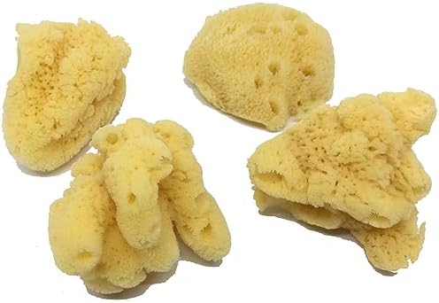 4 Jumbo Natural Hermit Crab Sea Sponges, Water Dish, Humidity & Habitat