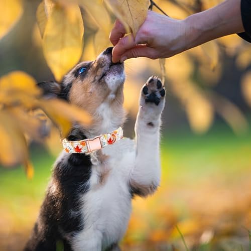 Dog Collars, Fall Dog Collar Fall Leaf Print Pet Collar Durable Metal Collar Cute Soft Puppy Collars Adjustable Dog Collar for X-Large Dogs