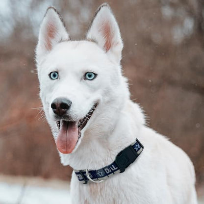 Pets First NFL Dallas Cowboys Licensed PET COLLAR, Extra Large - Heavy-Duty, Strong, and Durable Dog Collar. Available in 31 Football Teams and 4 Sizes