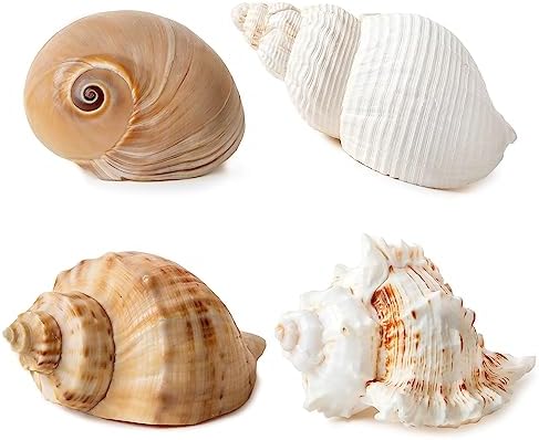 QICQDRAM 4PCS Hermit Crab Shells 2~3.5'' Large 1~1.5'' Opening Seashells