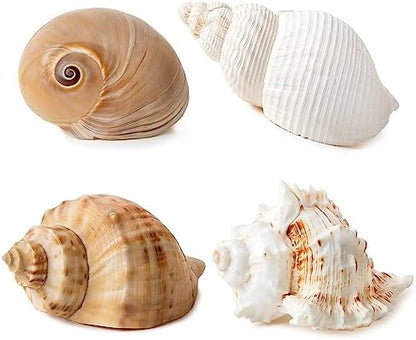 QICQDRAM 4PCS Hermit Crab Shells 2~3.5'' Large 1~1.5'' Opening Seashells