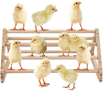 Wooden Chick Perch Stand, Pine Chicks Roosting Bar, Jungle Gym Perch Toys for Chicken Coop & Brooder, Bird Perch for Baby Chicks & Parrots (Large)
