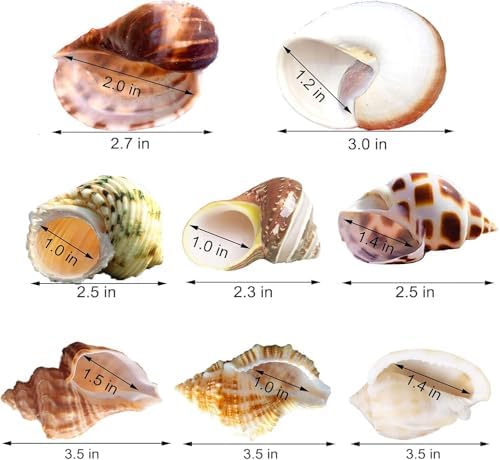 SINKOO 8PCS Hermit Crab Shells Medium to Large, Natural Sea Conch 2.3"-3.5"