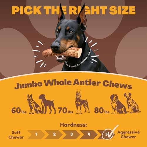 WhiteTail Naturals Monster XXL Whole Deer Antler for Giant Dogs - 7-8"