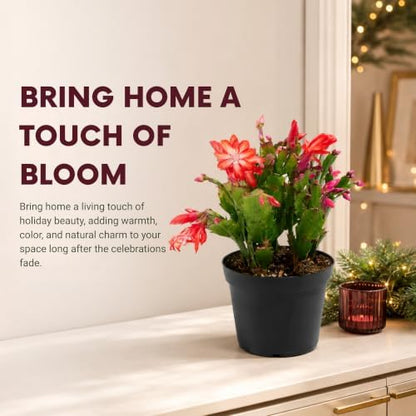 Christmas Cactus Live Plant - 8 Inch Rooted Indoor Holiday Houseplant