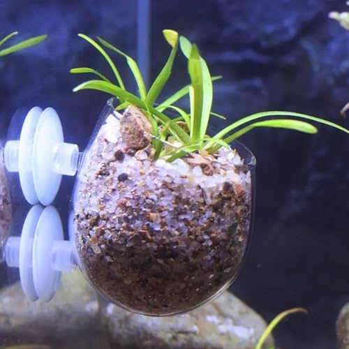 WHJY Clear Glass Aquarium Suction Cups, Round Plant Holder, Fish Tank Plant Pots - Set of 2, Transparent