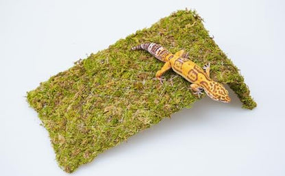 Reptile Moss Climbing Wall for Leopard Gecko, Adjustable Humidity Retaining Terrarium Background, Green Habitat Mat for Shedding Aid & Tank Decoration