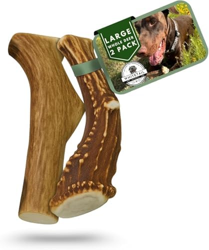 WhiteTail Naturals 2 Pack Whole Deer Antlers for Dogs, Large 7 Inches