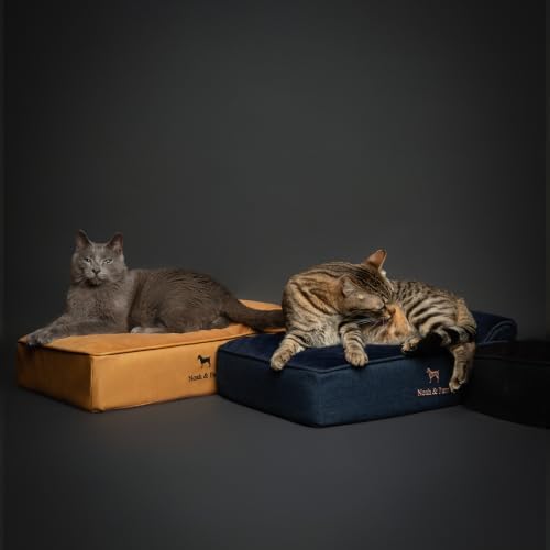 NOAH & PAW Small Dog Bed, 20x15x6.5 Inch, Cat Bed for Indoor Cats, Orthopedic Eggshell Memory Foam Infused with Cooling Gel, Water Resistant, Machine Washable, Includes Inner Cover (Denim Collection)