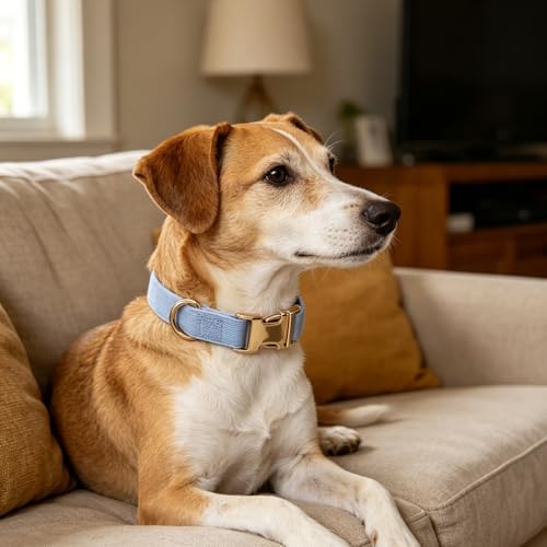 Sky Blue Soft Corduroy Dog Collar with Gold Metal Buckle, Adjustable Soft Pet Collar for Medium Dogs, Comfortable & Durable(Sky Blue,Medium:12-19")