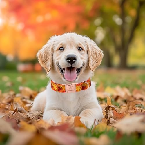 Fall Dog Collar for Puppy Small Dogs - Gold Maple Leaves Tanksgiving Puppy Collar, Adjustable Heavy Duty Fall Festivel Cotton Dog Collars with Metal Buckle XS