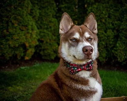 Lionheart glory Christmas Plaid Dog Collar Adjustable Soft Dog Collar with Bowtie, Pet Gift Dog Collars Bow for Small Medium Large Dogs