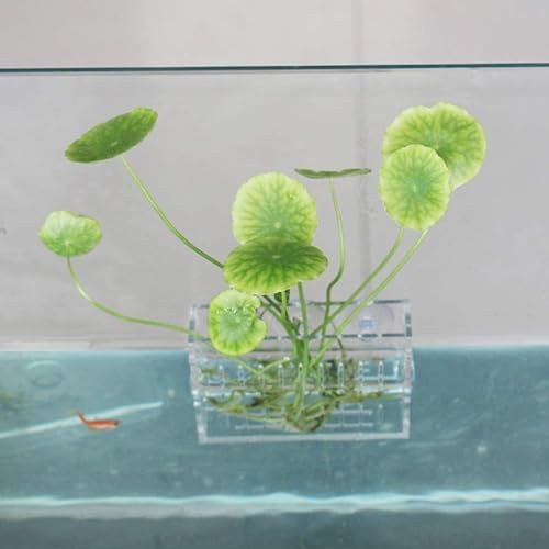 Mipcase Aquarium Plant Holder Aquatic Plant Cup with Suction Cups Aquarium Planter for Small Water Plants Fish Tank Landscape Rack Permeable Side Holes 3.93 X 3.34 X 1.96 in 2 Pack