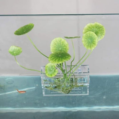 Mipcase Aquarium Plant Holder Aquatic Plant Cup with Suction Cups Aquarium Planter for Small Water Plants Fish Tank Landscape Rack Permeable Side Holes 3.93 X 3.34 X 1.96 in 2 Pack