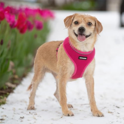 Best Pet Supplies Voyager Aerolite Over the Head Dog Harness, No Pull Breathable Air Mesh Vest, Quick Dry with Reflective Stitching, Adjustable Escape Resistant Harness - Fuchsia, Medium