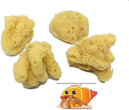 4 Jumbo Natural Hermit Crab Sea Sponges, Water Dish, Humidity & Habitat