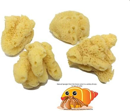4 Jumbo Natural Hermit Crab Sea Sponges, Water Dish, Humidity & Habitat