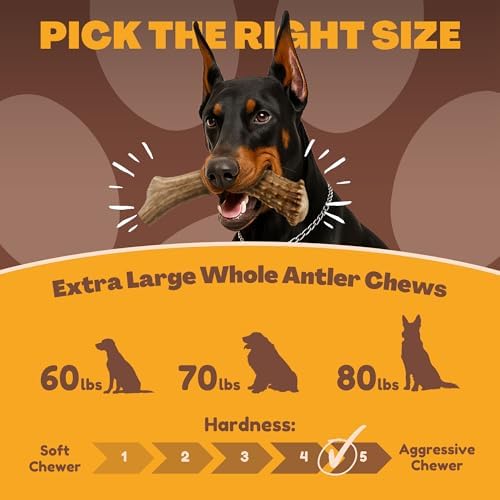 WhiteTail Naturals XL Whole Deer Antler for Extra Large Dogs - 7-8"